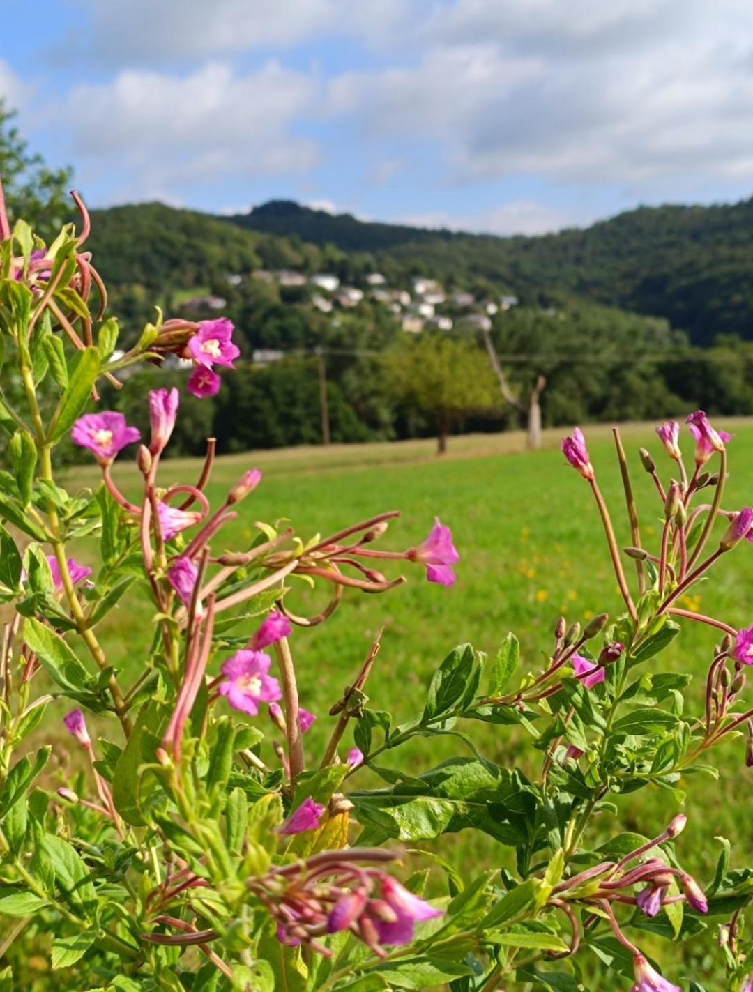 Ferienwohnung Zum Maerchenwald Bergfreiheit Exterior foto